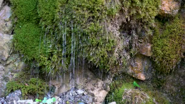 Forest Water Jet Mossy Rocks — Stock Video