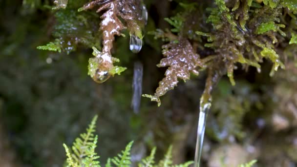 Waldwasser Tropft Auf Moos — Stockvideo