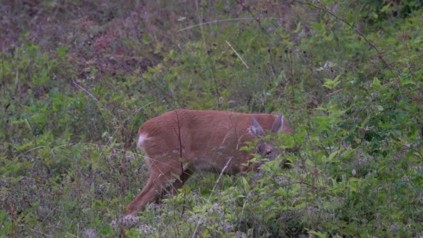 Косуля Естественной Среде Обитания Capreolus Capreolus — стоковое видео