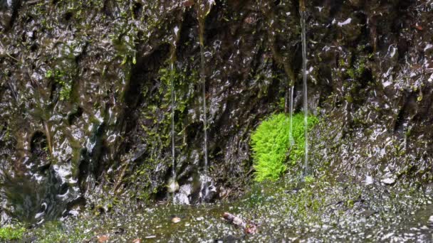 Лісова Вода Струмінь Мохоподібних Скелях — стокове відео