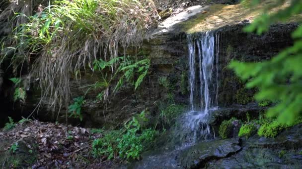 Waldwasserstrahl Auf Fels — Stockvideo