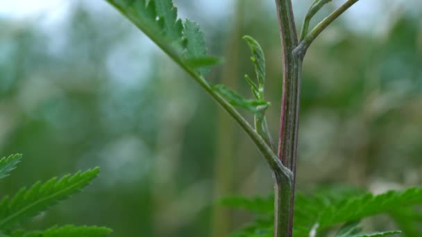 Tansy Lekkim Wietrze Łodyga Rośnie Tanacetum Vulgare — Wideo stockowe