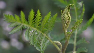 Hafif bir esinti, çiçekler, büyüyen Tanasetum vulgare.