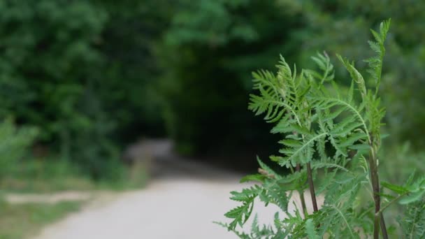 Tansy Lätt Bris Växer Bredvid Vägen Tanacetum Vulgare — Stockvideo