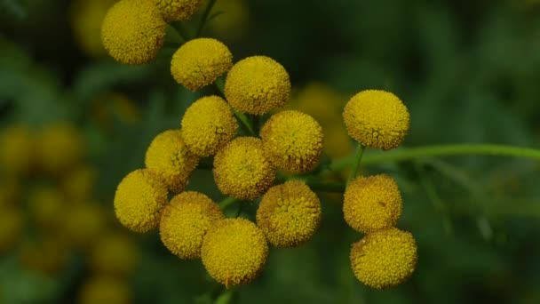 Stiefmütterchen Leichter Brise Blühend Tanacetum Vulgare — Stockvideo