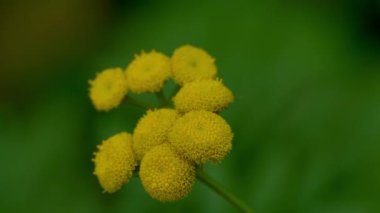 Hafif bir esinti, çiçek açan Tansy (Tanasetum vulgare)