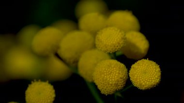 Hafif bir esinti, çiçek açan Tansy (Tanasetum vulgare)