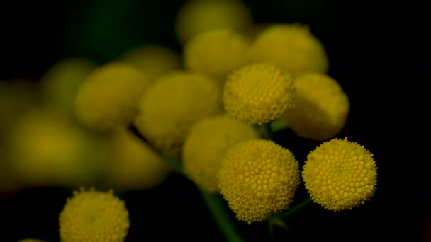 Stiefmütterchen Leichter Brise Blühend Tanacetum Vulgare — Stockvideo