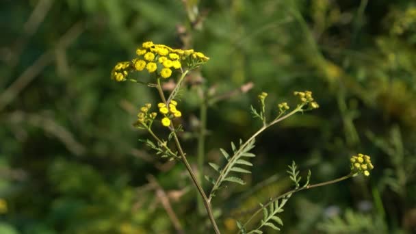 Tansy Slight Breeze Picking Flowers Rmedical Use Tanacetum Vulgare — Stock Video