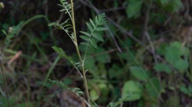 Hafif bir esintide Tansy, genç yaprakları topluyor (Tanasetum vulgare)