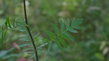 Hafif bir esintide Tansy, genç yaprakları topluyor (Tanasetum vulgare)