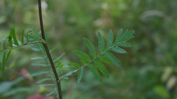 Tanasy Light Breeze Собирающий Молодые Листья Tanacetum Vulgare — стоковое видео