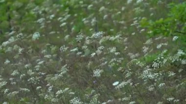 Hafif esintide inek maydanozu (Anthriscus sylvestris)