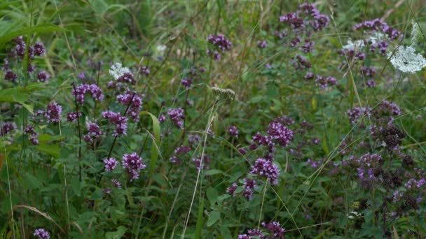 Oregáno Mírném Vánku Origanum Vulgare — Stock video