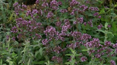 Hafif esintide Oregano (Origanum vulgare)