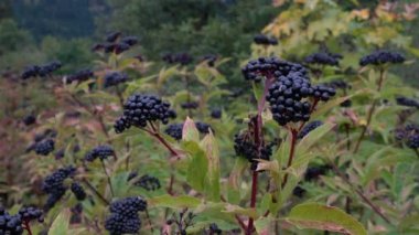 Olgun Avrupa Cüce Elder Tarlası hafif esinti (Sambucus ebulus)