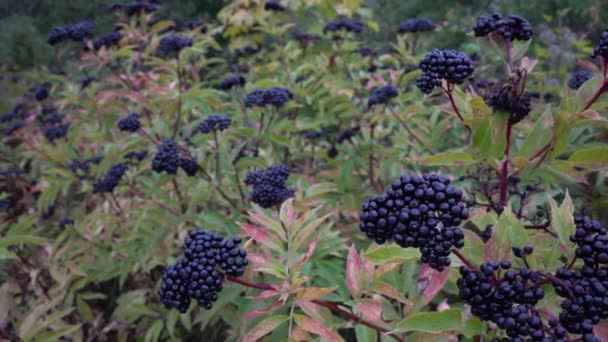 Поле Спелого Европейского Карлика Лёгком Ветерке Sambucus Ebulus — стоковое видео