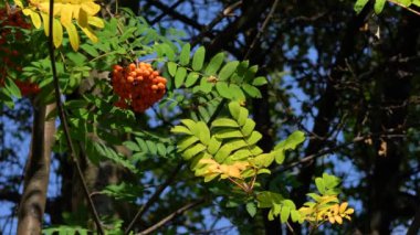Doğal ortamda olgunlaşan Rowan meyveleri (Sorbus Aucuparia)