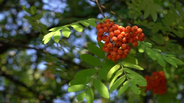 Дозревание Плодов Рована Естественной Среде Sorbus Aucuparia — стоковое видео
