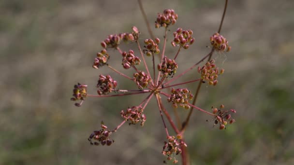 Hafif Esintide Inek Maydanozu Tohumlar Anthriscus Sylvestris — Stok video