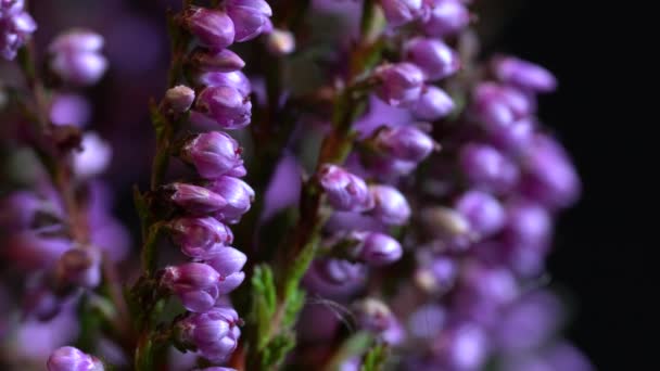 Common Heather Slight Breeze Calluna Vulgaris — Stock Video