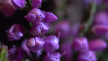 Hafif esintide ortak Heather (Calluna vulgaris)