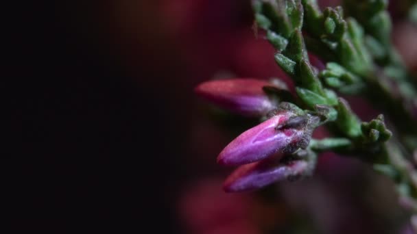 Common Heather Slight Breeze Calluna Vulgaris — Stock Video