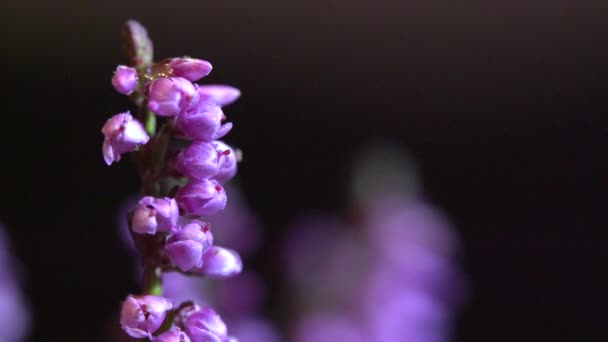 Frequentes Heather Ligeira Brisa Calluna Vulgaris — Vídeo de Stock