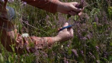 Hafif esintide ortak Heather, kesme (Calluna vulgaris)