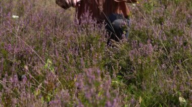 Hafif esintide ortak Heather, kesme (Calluna vulgaris)