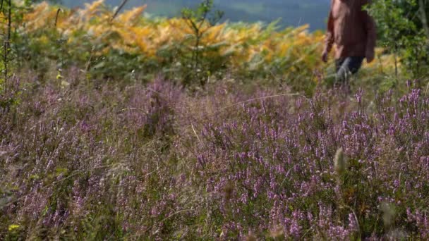 Muž Prochází Polem Common Heather Mírném Vánku Calluna Vulgaris — Stock video