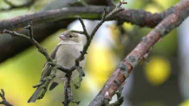 Ağacın üzerinde Avrasya Papatyası, izliyor, dişi (Fringilla coelebs)