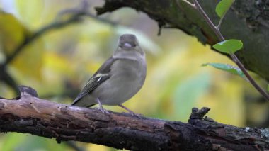 Ağacın üzerinde Avrasya Papatyası, izliyor, dişi (Fringilla coelebs)