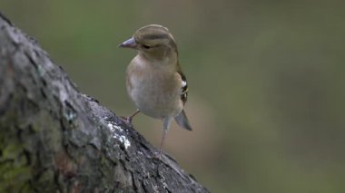 Avrasyalı Chaffinch ağaçta yemek yer, dişi (Fringilla coelebs)