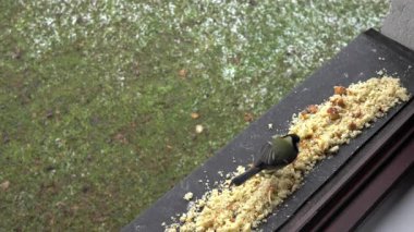 Great Tit eats food on window, winter (Parus major)