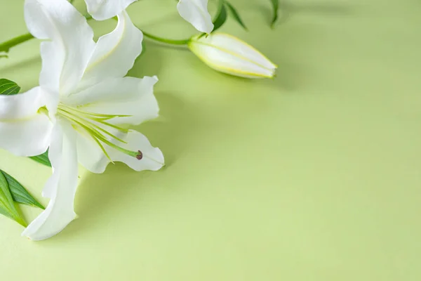 Close White Lily Flower Light Green Background Design Theme Wedding — Stock Photo, Image