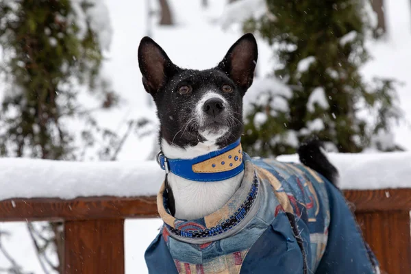 Retrato del perro Basenji en un parque. Una mascota camina en un mono caliente durante una nevada de invierno. Día frío de invierno. Nieve cae —  Fotos de Stock