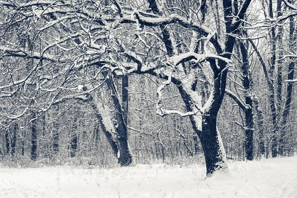 Querce vecchie ricoperte di neve nella foresta invernale — Foto Stock