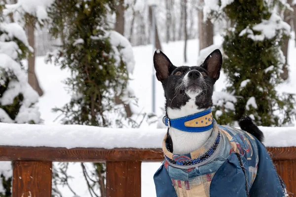 공원에 있는 개 바센 지의 모습. 한 애완 동물이 겨울눈이 내리는 동안 따뜻 한 작업복을 입고 걷는다. 추운 겨울이었습니다. 눈이 내리다 — 스톡 사진