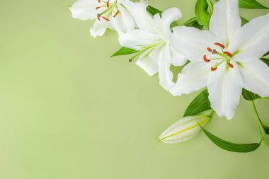 Close-up of white lily flower on light green background for design on the theme of wedding, holiday invitation or postal.