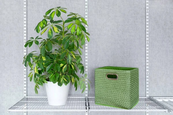Una Caja Verde Con Asas Una Planta Interior Scheffler Estante — Foto de Stock