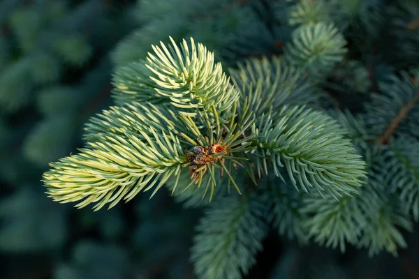 美丽的云杉枝干与幼小的针叶 大自然的圣诞树 蓝色云杉特写 — 图库照片