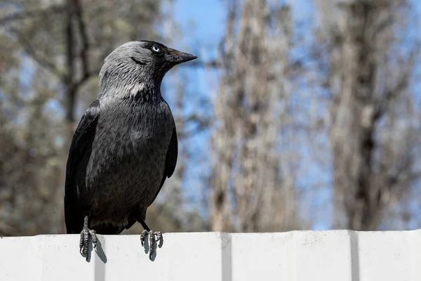Portrait of a young raven. A young crow sits on a metal fence in an urban environment.