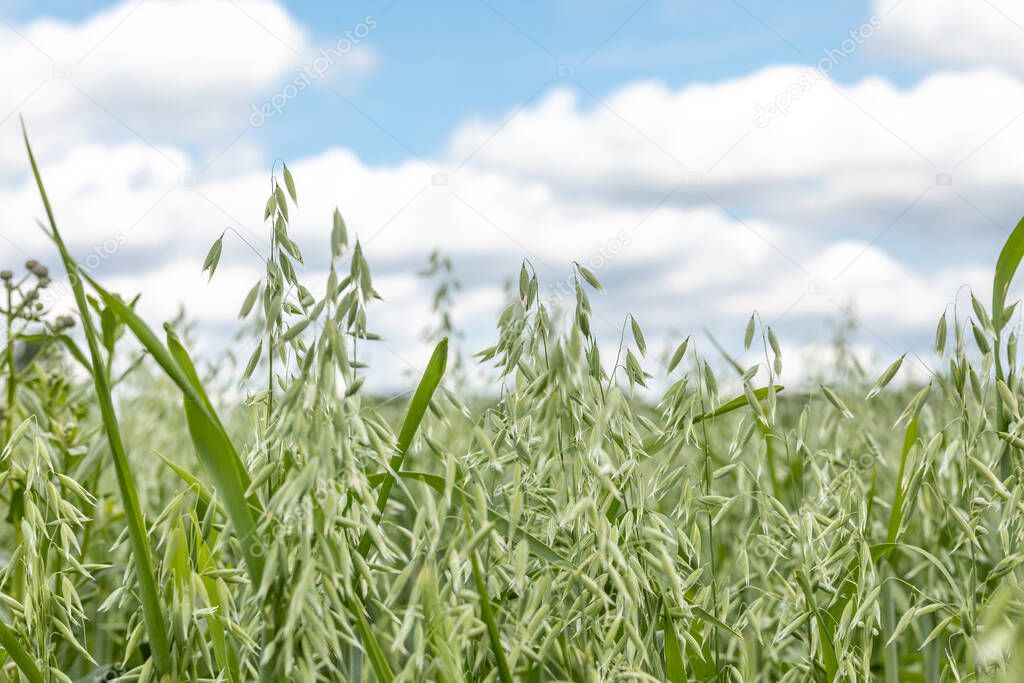Oat field on a background of blue sky and white clouds. Concept of a good harvest, agricultural industry. Shallow depth of field.