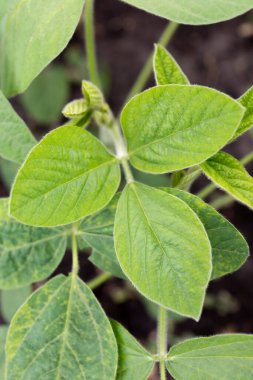 Soya yaprakları yakın plan. Gen modifikasyonu ya da tarım için deneysel alanlar.
