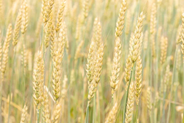 Ears Rye Wheat Field Agricultural Fields Sown Cereals Shallow Depth — Stock Photo, Image