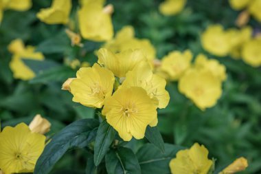 Tohum paketleme tasarımı için Oenothera fruticosa 'nın parlak sarı çiçekleri. Çiçekli sarı çuha çiçeği. Doğal yaz geçmişi.