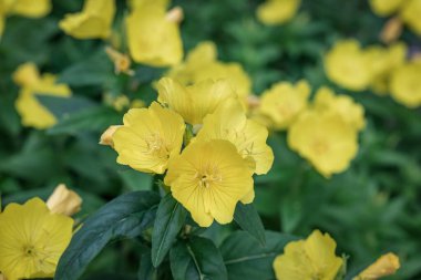 Closeup of bright yellow flowers of Oenothera fruticosa for seed packaging design. Blooming yellow primrose. Natural summer background. clipart