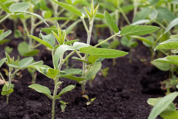黒い土の上に若い大豆のベッド 大豆は実験分野で成長します 選択的フォーカス — ストック写真