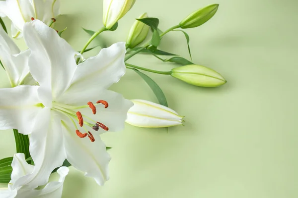 Close White Lily Flower Light Green Background Design Theme Wedding Royalty Free Stock Photos